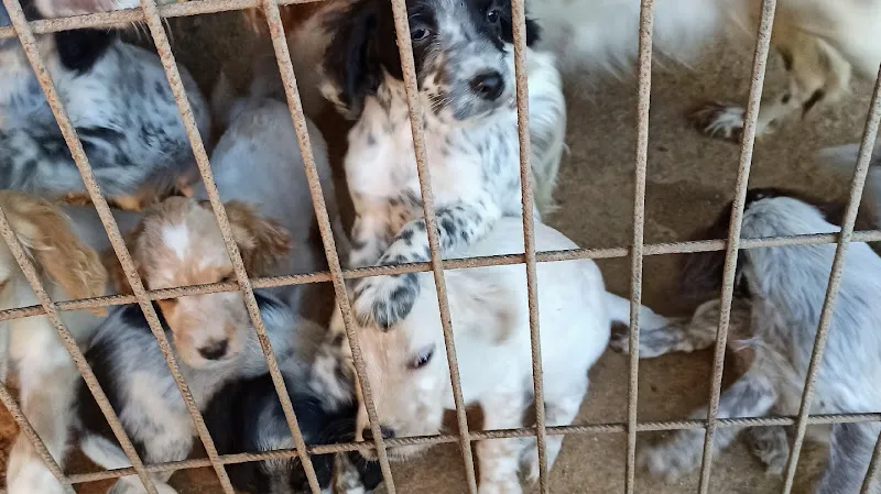 RinTinTin Pet Hizmetleri ve Ticaret Limited Şirketi foto 2