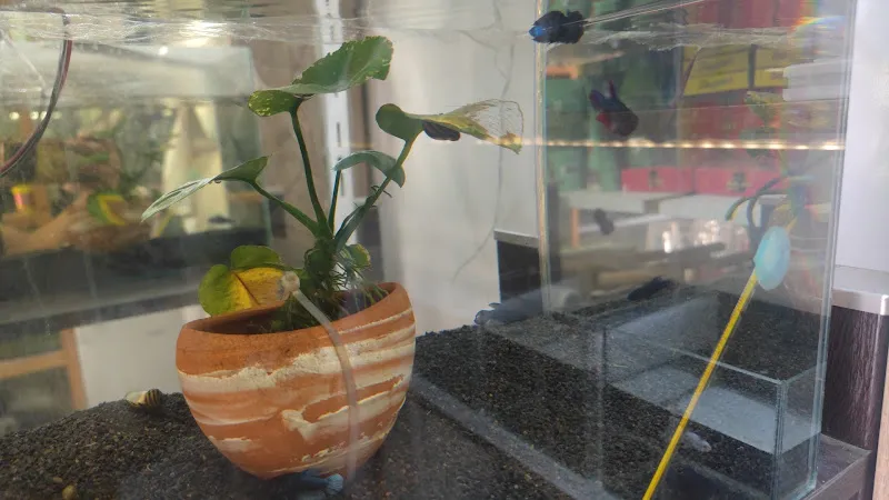 Hürriyet pet shop foto 2