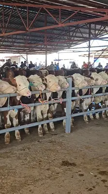Umucu hayvancılık hakan umucu