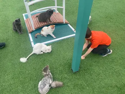 Küçük dostlar kedi kasabası