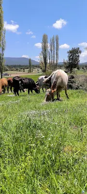 YAYLA BESİCİLİK