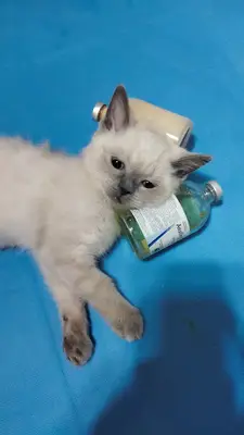Exper Veteriner kliniği
