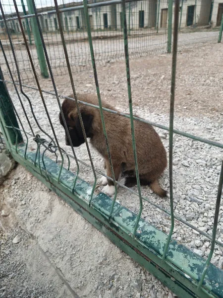 Sivas yigido kangal çiftliği foto 2