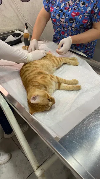 Sürmene Veteriner Kliniği foto 2