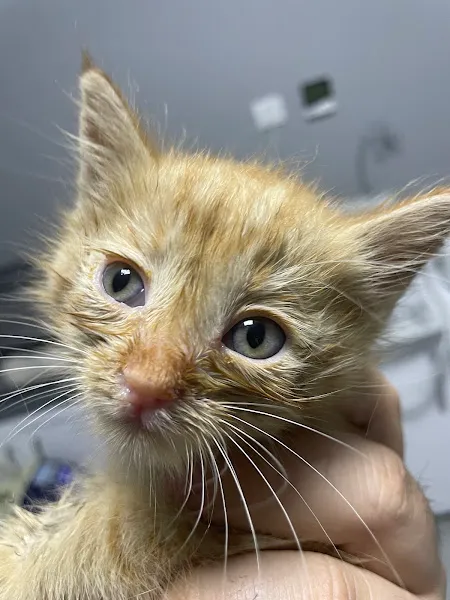 Nuhun Gemisi Veteriner Kliniği foto 2