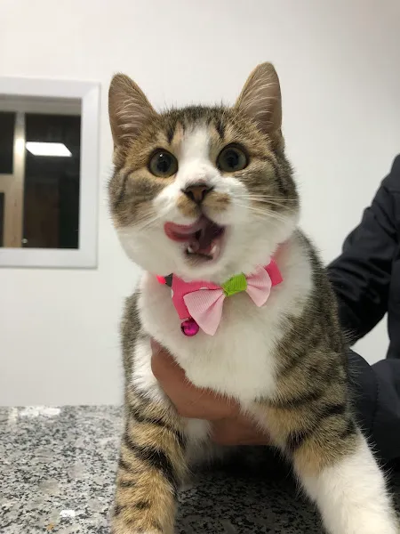 Çerkezköy Empati Veteriner Kliniği foto 2