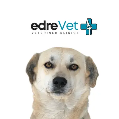 EdreVET – Edremit Veteriner Kliniği (Uzman Veteriner Hekim Yalım UZEL)