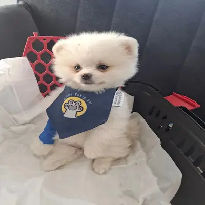 Luna Veteriner Kliniği