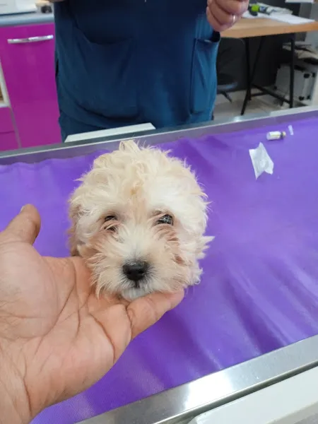 Tora Veteriner Kliniği foto 2