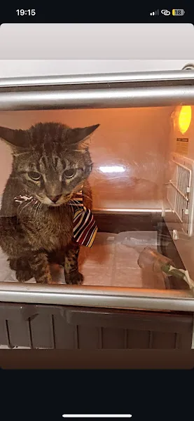Tars Veteriner Kliniği - Beşiktaş Nöbetçi Acil Veteriner foto 2