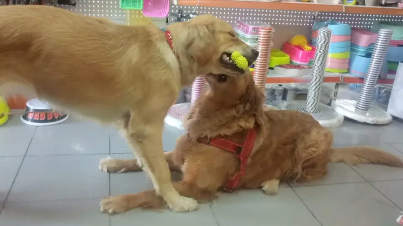 AYA PET / PETSHOP / TEKSTİL foto 2
