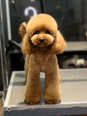 Köpük pet Kuaför