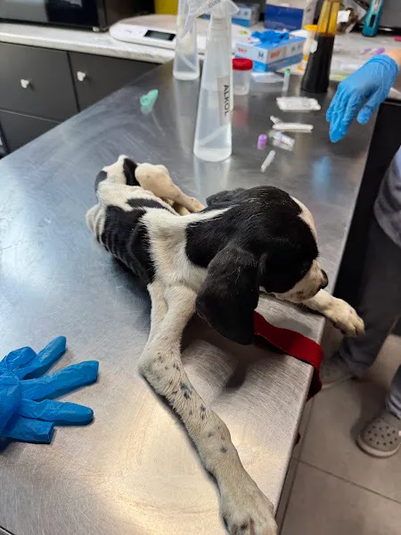 Vet Pegas Veteriner Kliniği foto 2
