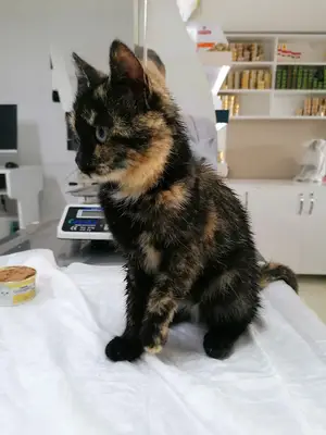 Vet Life Veteriner Kliniǧi GİRESUN