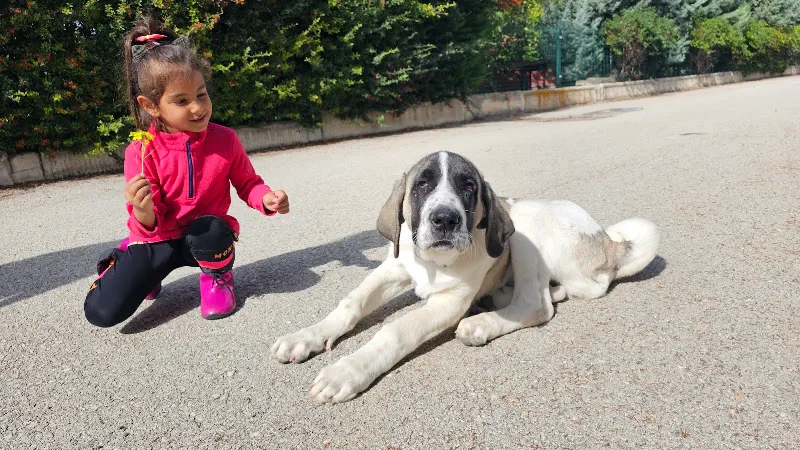 Gölbaşı Proteo Veteriner Kliniği foto 2