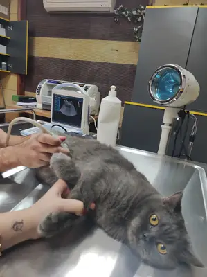 Karan Veteriner Kliniği