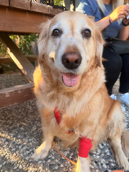 AFA Veteriner Kliniği foto 2
