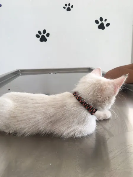 Markasi Veteriner Kliniği foto 2