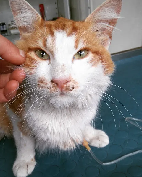 VETERINARY foto 2