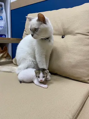 Patiland Veteriner Kliniği