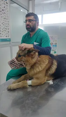 Dünya Veteriner Kliniği - Pendik