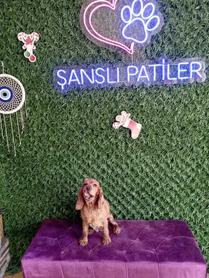 Şanslı Patiler Pet Salon