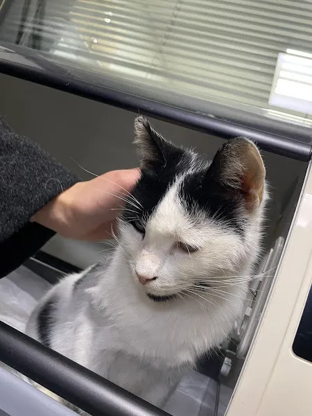 Beşiktaş Vetlove Veteriner Kliniği foto 2