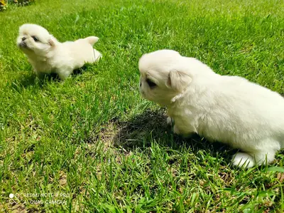 Işık Köpek Çiftliği fotoğrafı