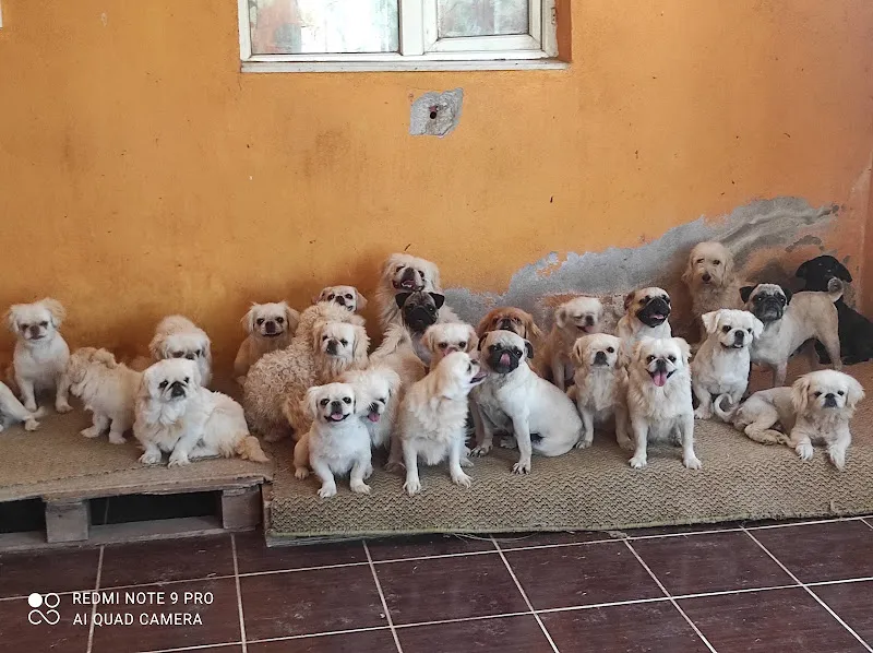Işık Köpek Çiftliği foto 2
