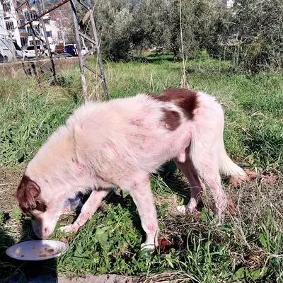 Pro Animale Hayvan Koruma Ve Kısırlaştırma Merkezi