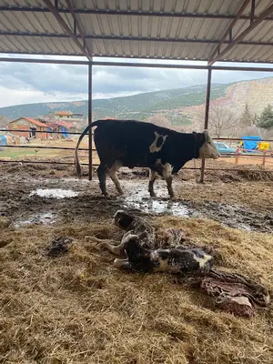Veteriner Hekim Özgür Oruç