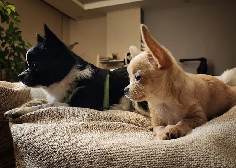 Myvet Veteriner Kliniği foto 2