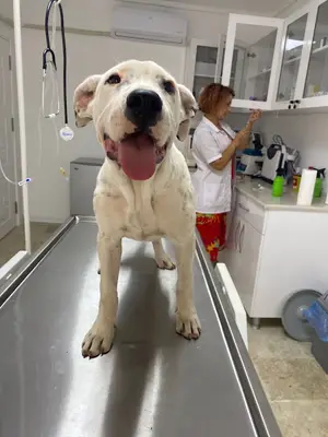 Muratpaşa Veteriner Kliniği