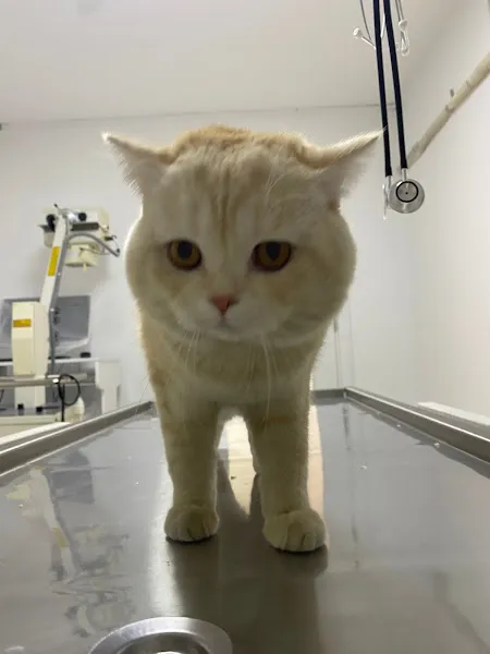 Muratpaşa Veteriner Kliniği foto 2