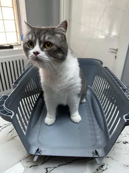 VetKoala Veteriner Muayenehanesi foto 2