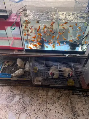 Akdağmadeni petshop Dostlar Kanarya Evi