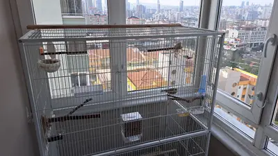 Stüdyo Akvaryum Ve Evcil Hayvan Galerisi