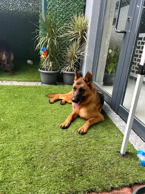 Can Dostum Pet Butik Otel