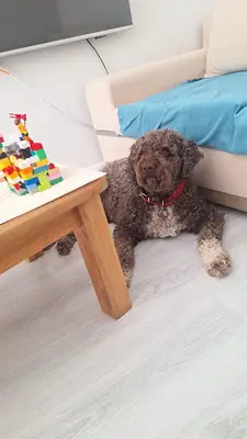 Köpeğim Eğitimde fotoğrafı