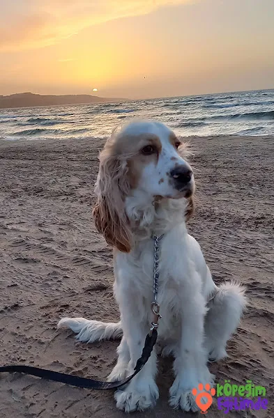 Köpeğim Eğitimde foto 2