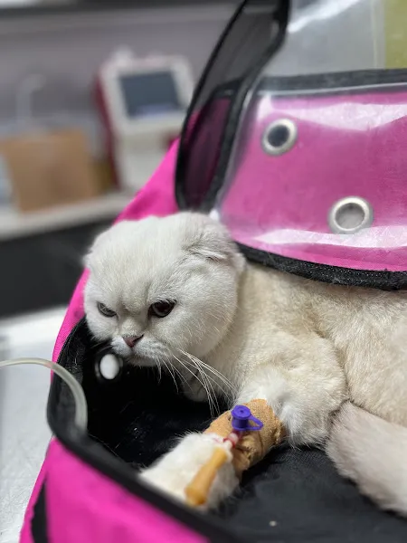 Petoskop Veteriner Kliniği foto 2