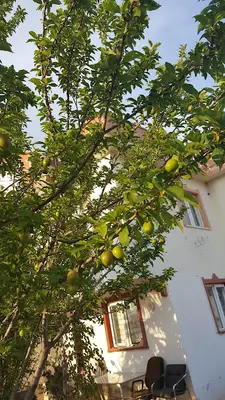Antalya pet pansiyon