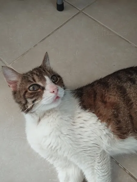 T-Vet Balçova Veteriner Kliniği foto 2