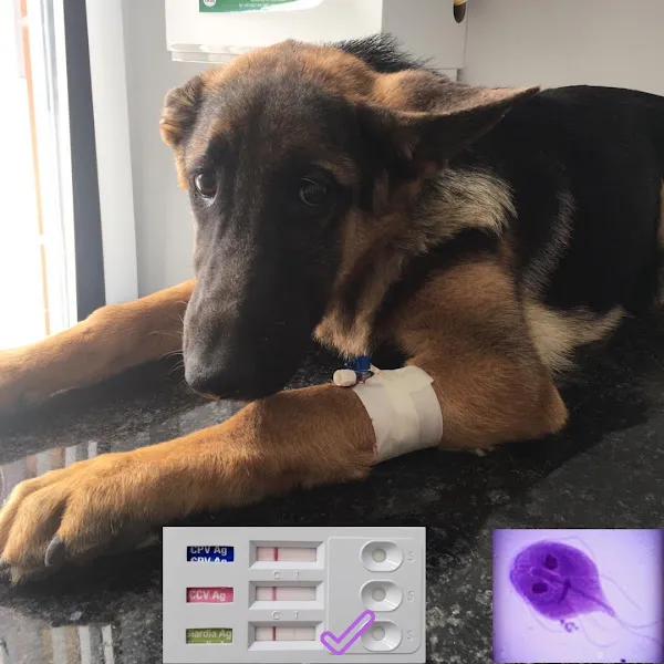Equipet Veteriner Kliniği (Çerkezköy) foto 2