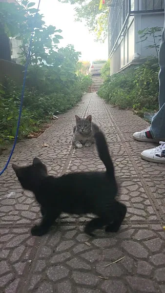 Bahadır Veteriner Kliniği foto 2