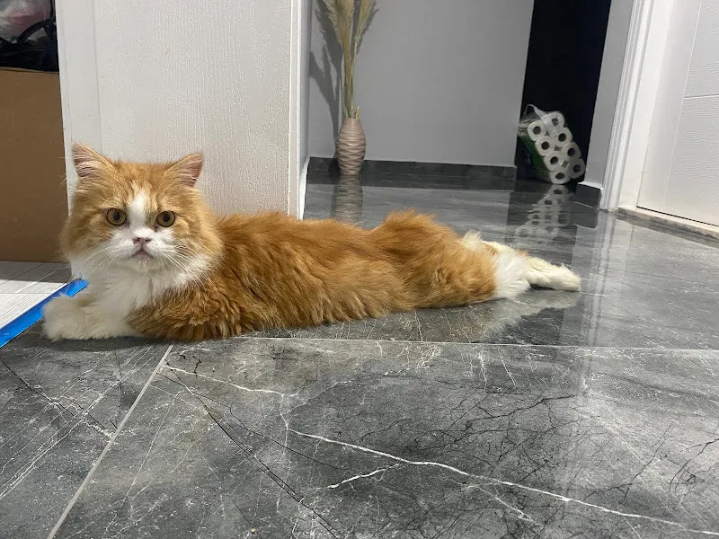 Vetanyma Veteriner Muayenehanesi foto 2