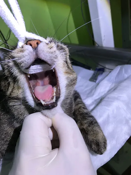 Avrasya Veteriner kliniği Üsküdar foto 1