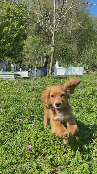 Sare Veteriner Kliniği foto 2