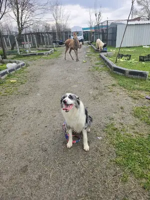 Sakarya köpek oteli