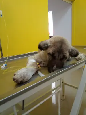 Demir Veteriner Kliniği